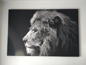Zwart-witte leeuwenschilderij  beschikbaar voor biedingen
