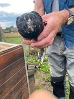 Ukkelse baardkriel hen, Dieren en Toebehoren, Pluimvee, Vrouwelijk, Kip