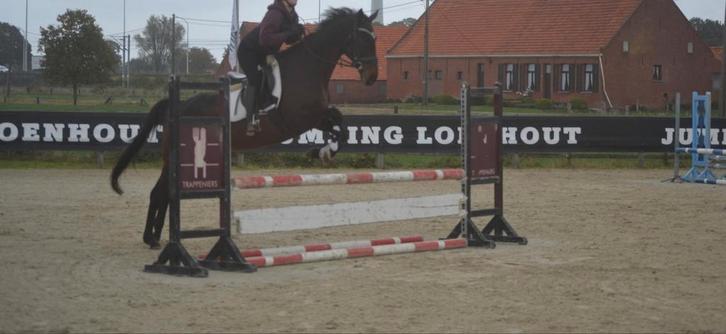 Ivm vakantie aangepaste prijs brave merrie, Dieren en Toebehoren, Paarden, Merrie