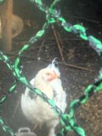 Brahma colombia zwart wit, Dieren en Toebehoren, Pluimvee, Geslacht onbekend, Kip