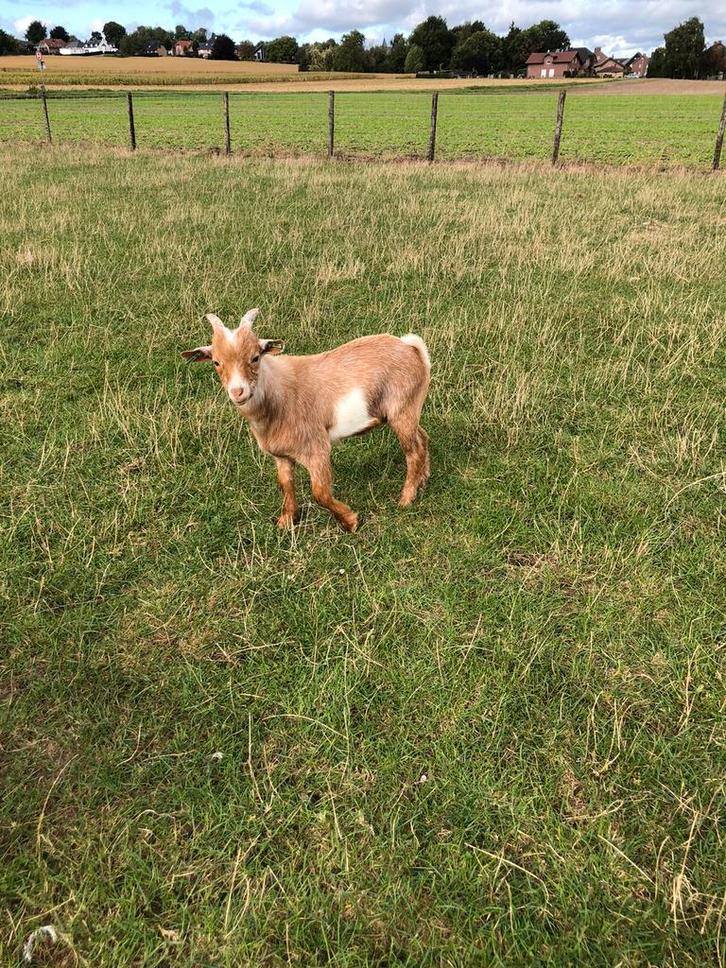 Prachtig palomino/isabelkleurig dwerggeiten bokje, Dieren en Toebehoren, Schapen, Geiten en Varkens
