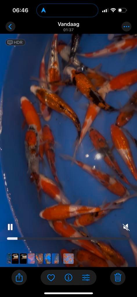 Alle koi zijn binnen van 15 tot 75 euro, Dieren en Toebehoren, Vissen | Vijvervissen