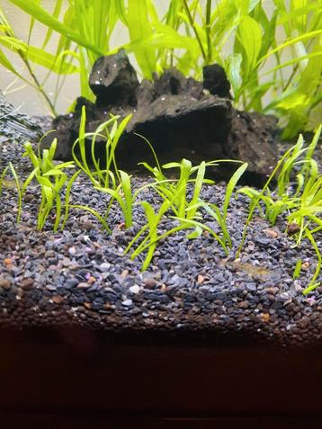 Aquarium gras beschikbaar voor biedingen