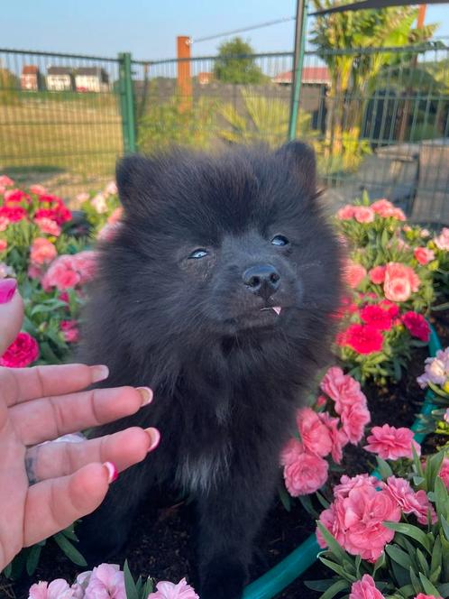 keeshondje PARTICULIER Teefje ( laatste van 3 ), Dieren en Toebehoren, Honden | Poolhonden, Keeshonden en Oertypen, Teef, Keeshond
