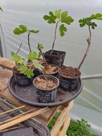 Jeunes figuiers bifere à vendre, Ophalen of Verzenden