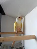 Pyrrhura lutino & crème ino, Femelle, Perroquet