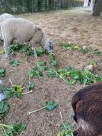 Voederbieten kws laurena te.koop