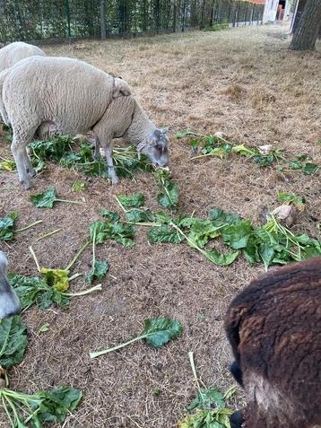 Voederbieten kws laurena te.koop beschikbaar voor biedingen