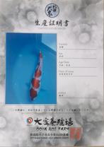 Japanse Koi kohaku met certificaat, Dieren en Toebehoren, Vissen | Vijvervissen