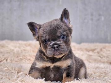 Langharige Franse bulldog beschikbaar voor biedingen