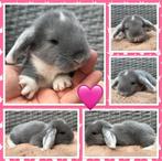 Schattige jonge raszuivere Franse Hangoor baby konijntjes, Dieren en Toebehoren, Konijnen, Meerdere dieren, Groot, Hangoor, 0 tot 2 jaar