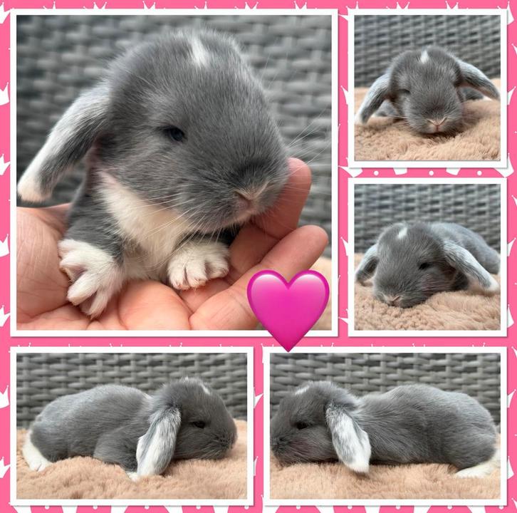 Schattige jonge raszuivere Franse Hangoor baby konijntjes, Dieren en Toebehoren, Konijnen, Groot, Meerdere dieren, 0 tot 2 jaar