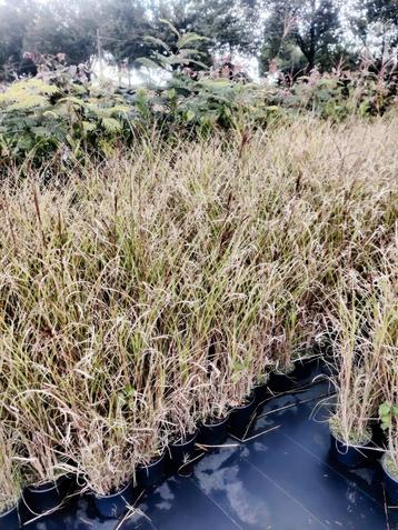 Miscanthus sinensis gracillimis prachtriet disponible aux enchères