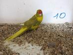 kakariki, Dieren en Toebehoren, Meerdere dieren, Parkiet
