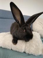 Vlaamse reus, Mannelijk, Groot, 0 tot 2 jaar