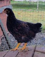 Jonge Barnevelder haantjes, Dieren en Toebehoren