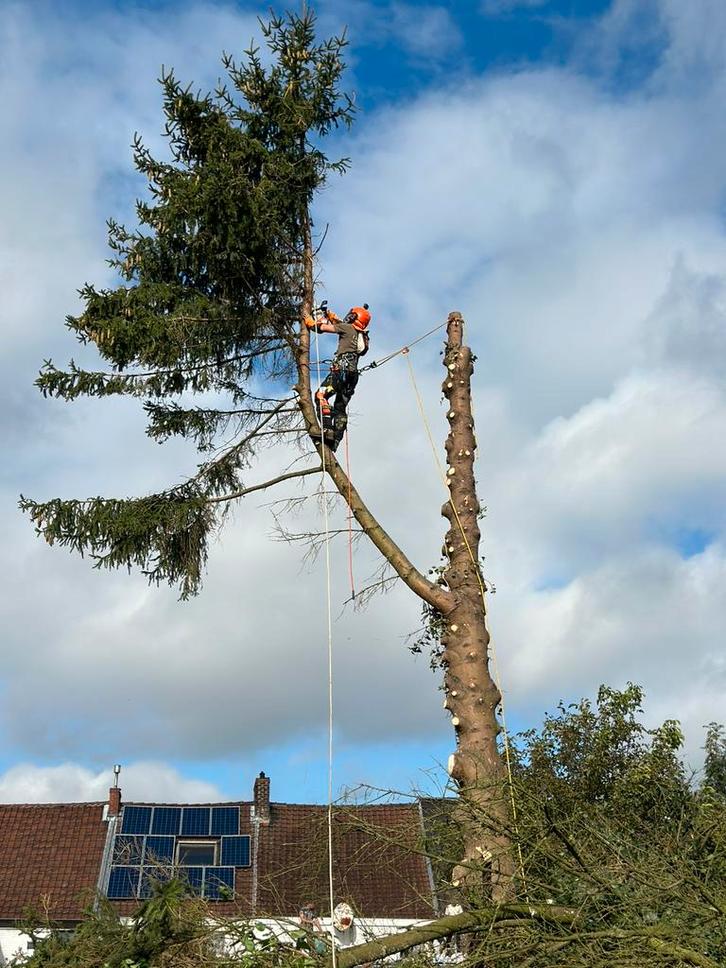 Abattage élagage d’arbre, Jardin & Terrasse, Plantes | Arbres, Enlèvement
