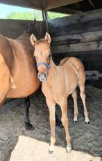 Quarter (Aqha) x Paint ( Apha) veulen, Dieren en Toebehoren, Paarden, Minder dan 160 cm, 0 tot 2 jaar, Hengst, Westernpaard