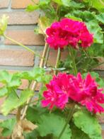 Pelargonium William Tell, Apple blossom rosebud en andere, Volle zon, Eenjarig, Zomer, Ophalen