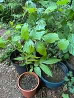 Plants de noisetier, Tuin en Terras, Planten | Fruitbomen, Ophalen, Walnotenboom