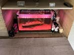 Aquarium 60cm, Ophalen, Zo goed als nieuw, Gevuld zoetwateraquarium