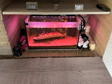Aquarium 60cm beschikbaar voor biedingen