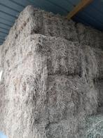 hooi en stro geleverd, Dieren en Toebehoren, Paarden, Minder dan 160 cm, B, Gechipt, 0 tot 2 jaar