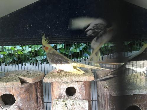 KWEEKKOPPELS WILDKLEUR VALKPARKIETEN VANAF 60 EURO/KOPPEL, Dieren en Toebehoren, Vogels | Parkieten en Papegaaien, Parkiet, Meerdere dieren