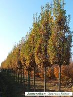 ZOMEREIKEN : QUERCUS ROBUR, HOOGSTAMMEN 32€/STUK, Tuin en Terras, Planten | Bomen, Ophalen, Zomer, Overige soorten, 250 tot 400 cm