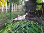 Blauw-Geelschouder Ronquieres kalkoen hen, Dieren en Toebehoren, Vrouwelijk, Kalkoen