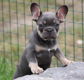 Franse Bulldog pup Lilac-tan beschikbaar voor biedingen