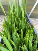 Sabal Minor zaailingen (1 blad), Tuin en Terras, Verzenden, Vaste plant, Overige soorten, Volle zon
