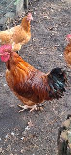 Haan, Barnevelder (legkip), Mannelijk, Kip