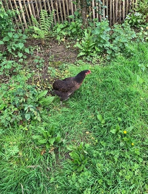 5 poules Araucana pure race qui pondent et 1 coq Brahma Isab, Dieren en Toebehoren, Pluimvee