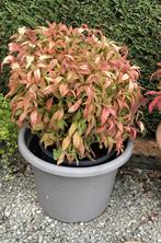 bloemen en planten, Ophalen