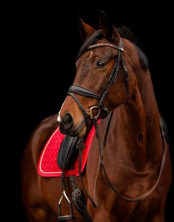 Leuk dressuurpaard te koop beschikbaar voor biedingen