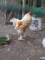 Lemon Brahma haam, Dieren en Toebehoren, Mannelijk, Kip