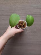 Syngonium chiapense, Huis en Inrichting, Kamerplanten, Ophalen of Verzenden