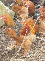 Hanen Brahma Porselein 6 maand oud, Dieren en Toebehoren, Pluimvee, Mannelijk, Kip