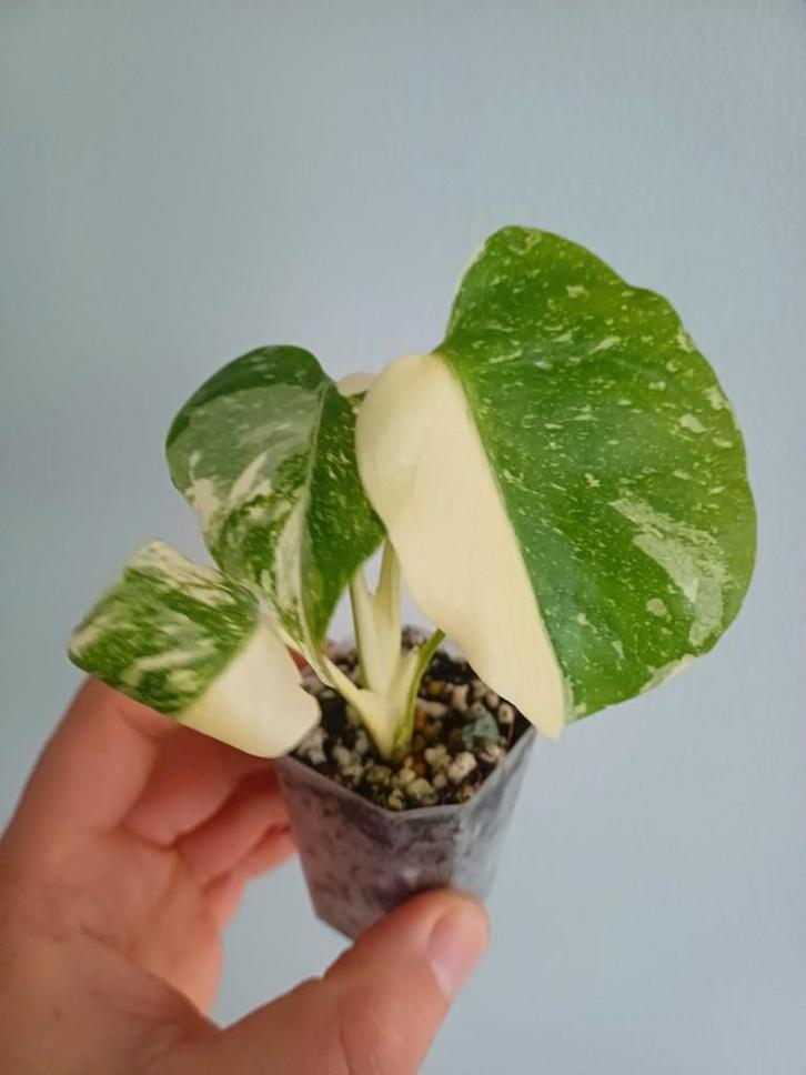 Monstera Crème Brûlée, Huis en Inrichting, Kamerplanten, Overige soorten, Minder dan 100 cm, Groene kamerplant, Halfschaduw, In pot