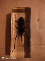 Insect, Dieren en Toebehoren, Insecten en Spinnen