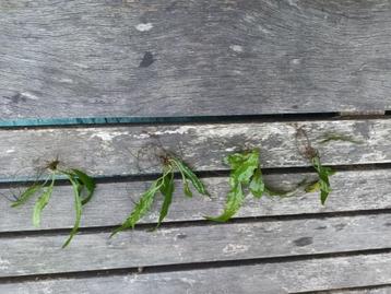 Aquariumplant beschikbaar voor biedingen