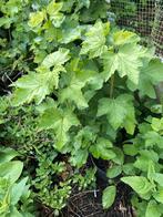 Aalbes rode besjes kleinfruit, Tuin en Terras, Planten | Tuinplanten, Ophalen of Verzenden