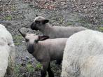 Hampshire down raszuiver ouders aanwezig, Dieren en Toebehoren