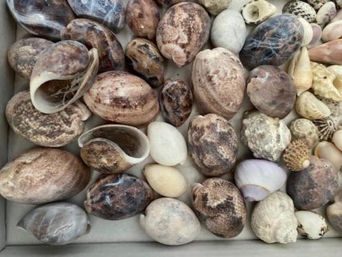 schelpen, Verzamelen, Mineralen en Fossielen, Schelp(en), Ophalen