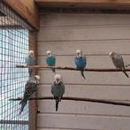 Engelse grasparkieten, Dieren en Toebehoren, Vogels | Parkieten en Papegaaien