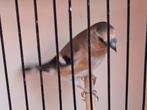 Goudvink x distelvink kruising .gereserveerd