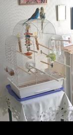 Vogelkooi met 2 vogels, Dieren en Toebehoren, Ophalen, Zo goed als nieuw, Vogelkooi