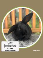 gecastreerde ram ter adoptie vzw duts, Dieren en Toebehoren