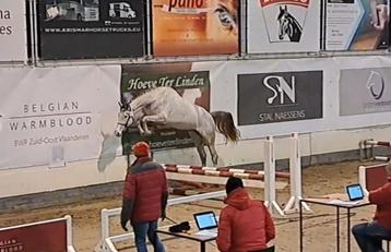 3 jarige merrie, Débourré, Vermifugé, Cheval de saut, Jument